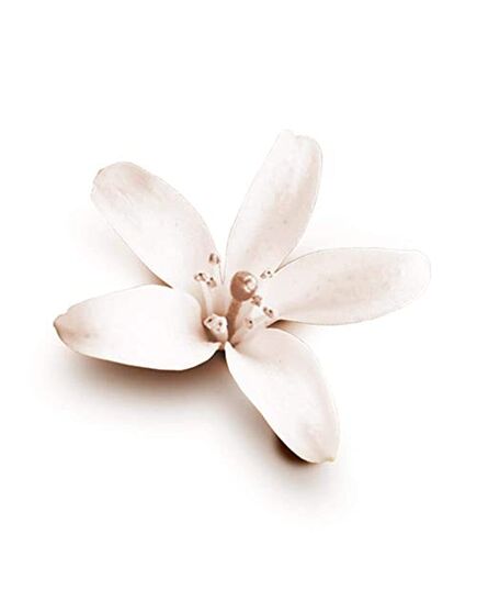 Dove Nourishing Secrets Coconut & Jasmine Flower Anti Perspirant Deo (250ml)