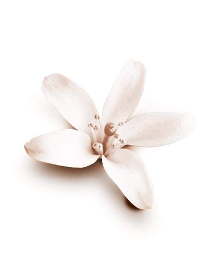 Dove Nourishing Secrets Coconut & Jasmine Flower Anti Perspirant Deo (250ml)